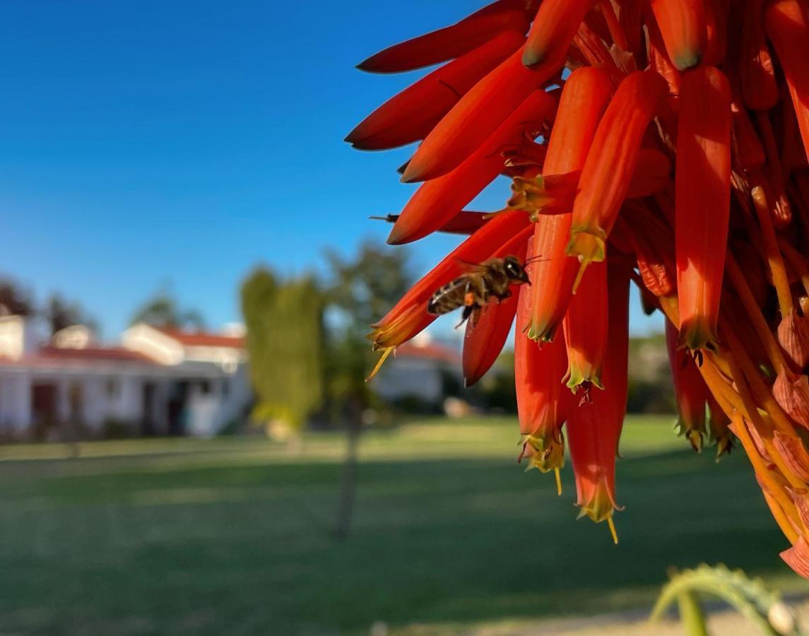 Herdade Do Kuanza Zambujeira do Mar Eksteriør billede